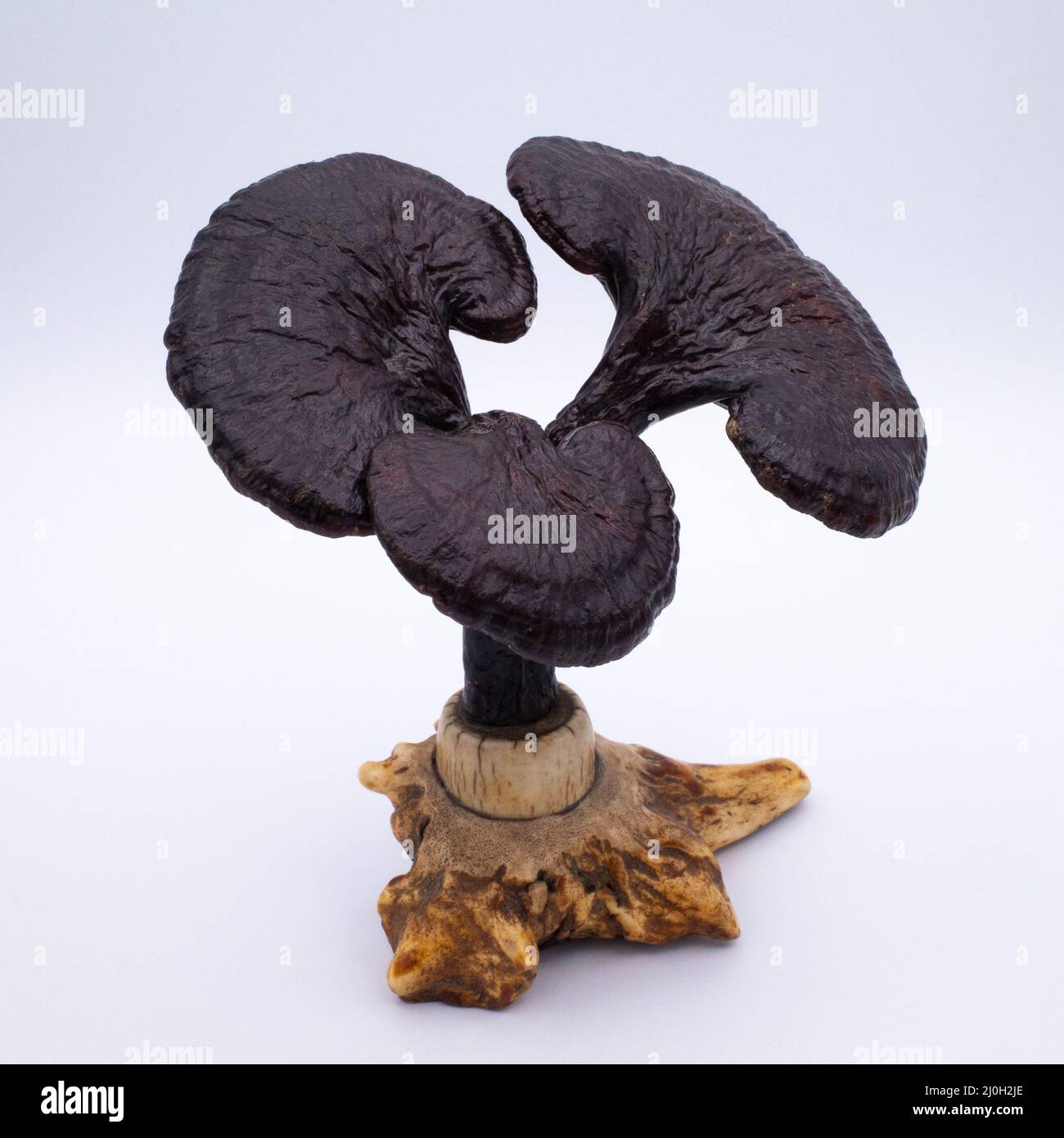 Lingzhi specimen hires stock photography and images Alamy