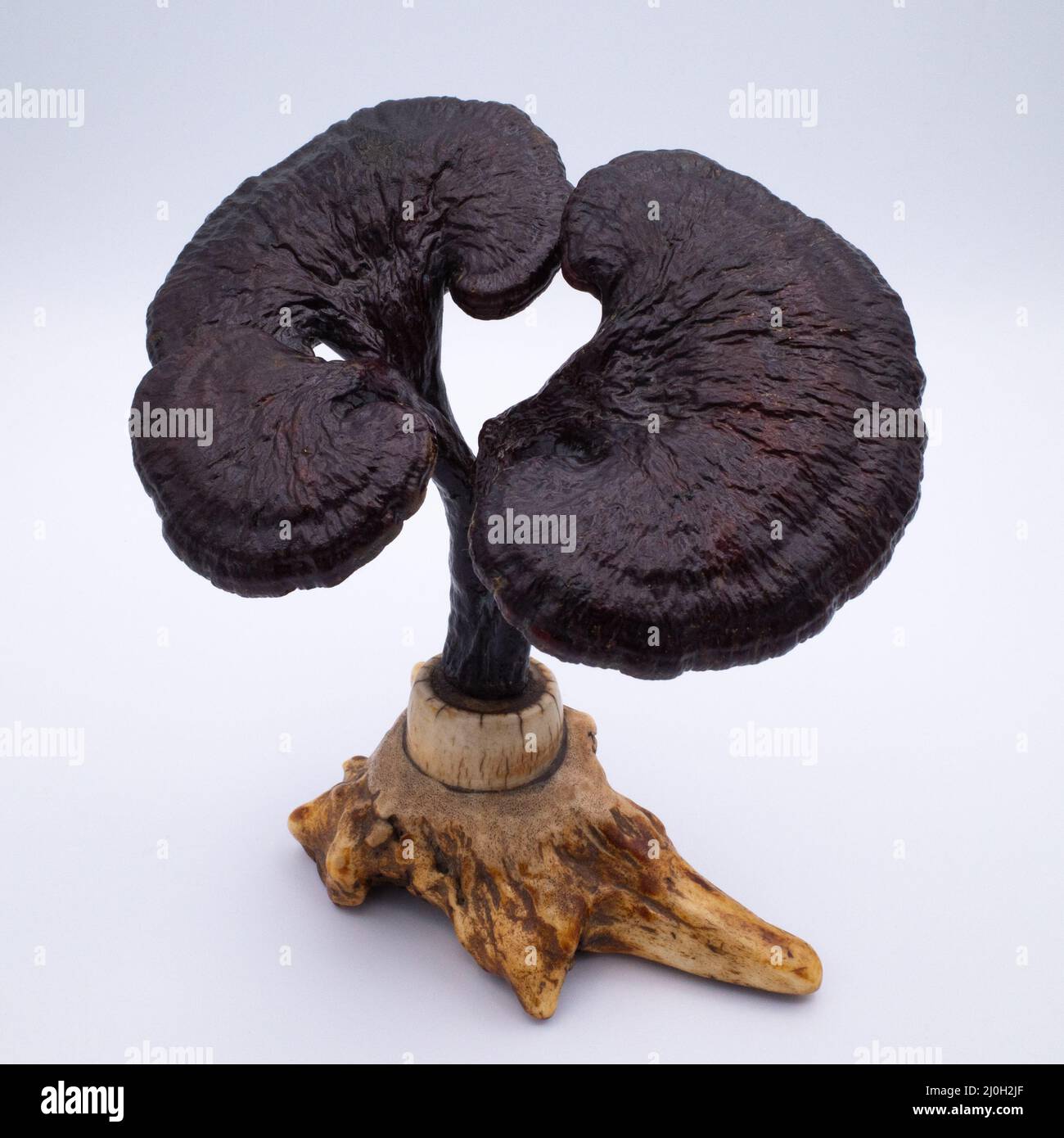 Lingzhi specimen hires stock photography and images Alamy