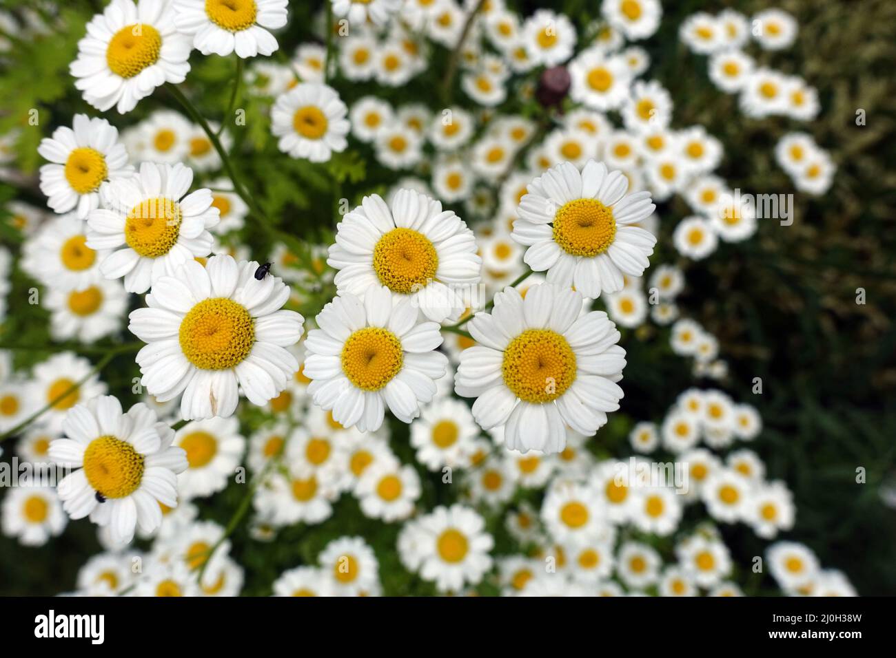 Feverfew, flower baskets in close up Stock Photo
