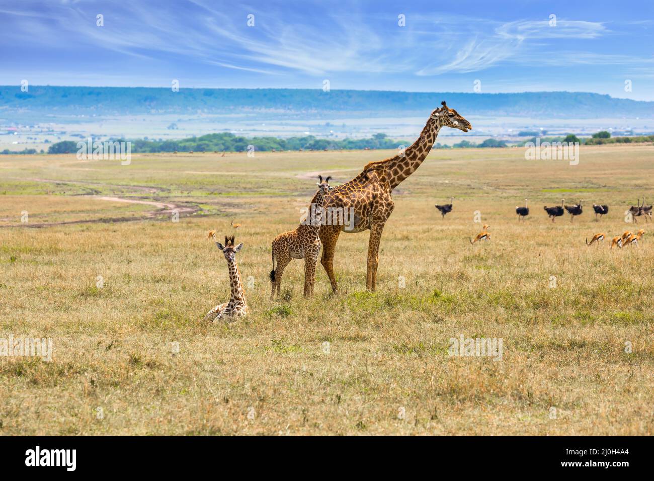 Giraffe is a cloven-hoofed mammal Stock Photo