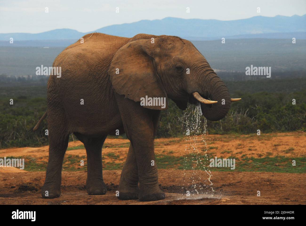A South African safari close up view of a large adult wild Elephant drinking water, with much of it flowing to the ground.  Note the motion blur. Stock Photo