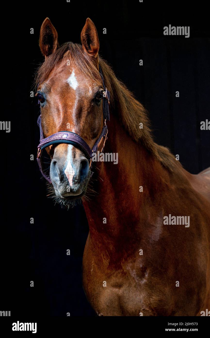 Portrait of a brown horse Stock Photo