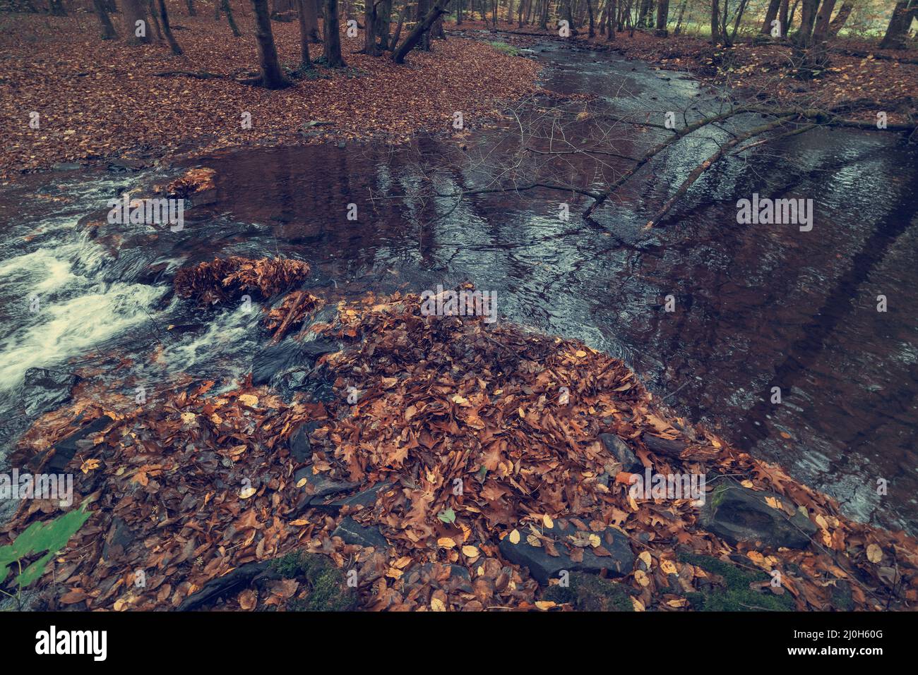 River in the forest in autumn Stock Photo - Alamy
