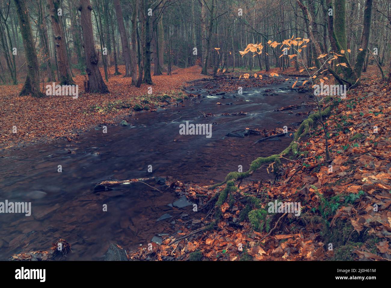 River green forest in nature hi-res stock photography and images - Alamy