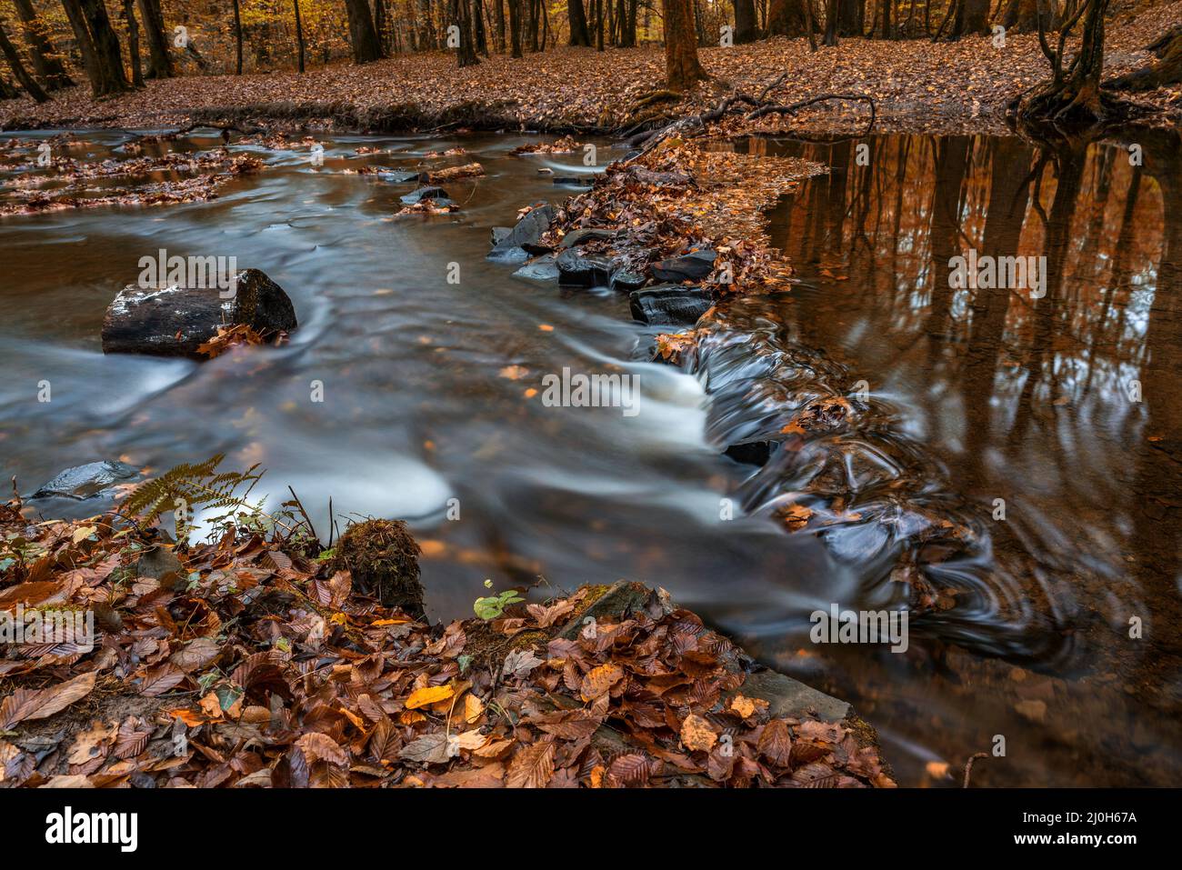 Beautiful autumn forest with river Stock Photo - Alamy
