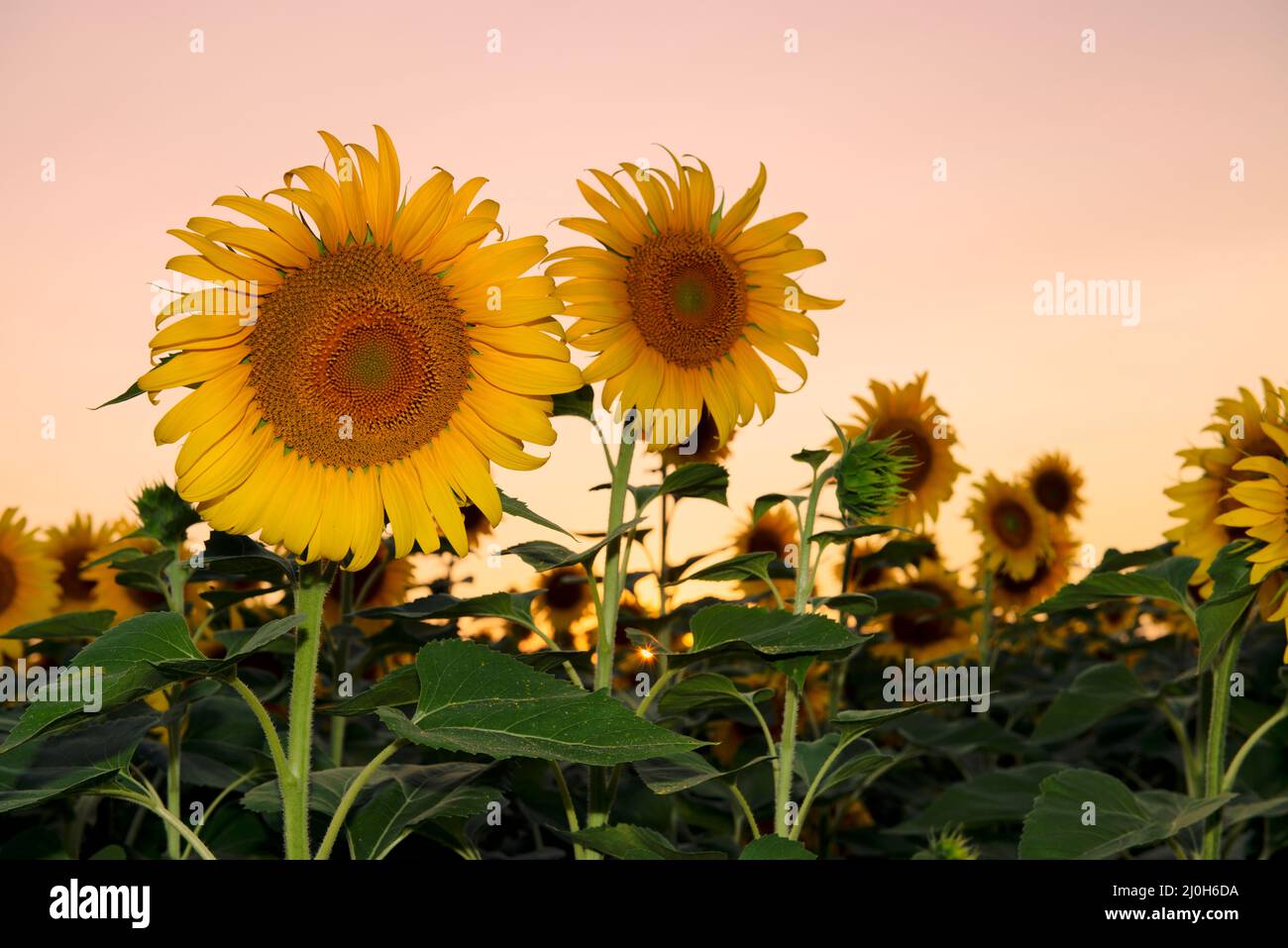 Blooming sunflowers against sunset sky. Ukrainian sunflowers Stock