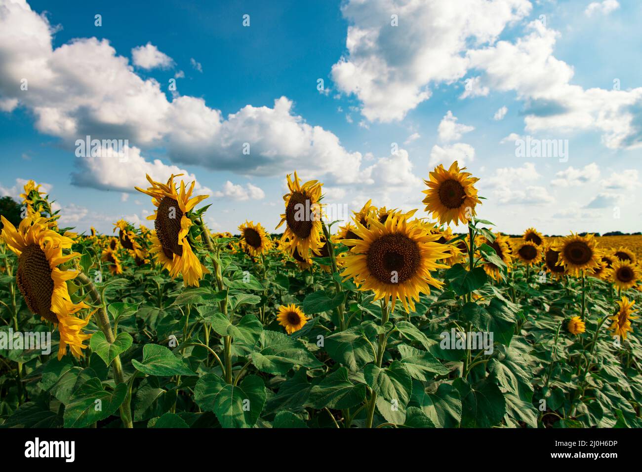 Ukraine sunflower hires stock photography and images Alamy