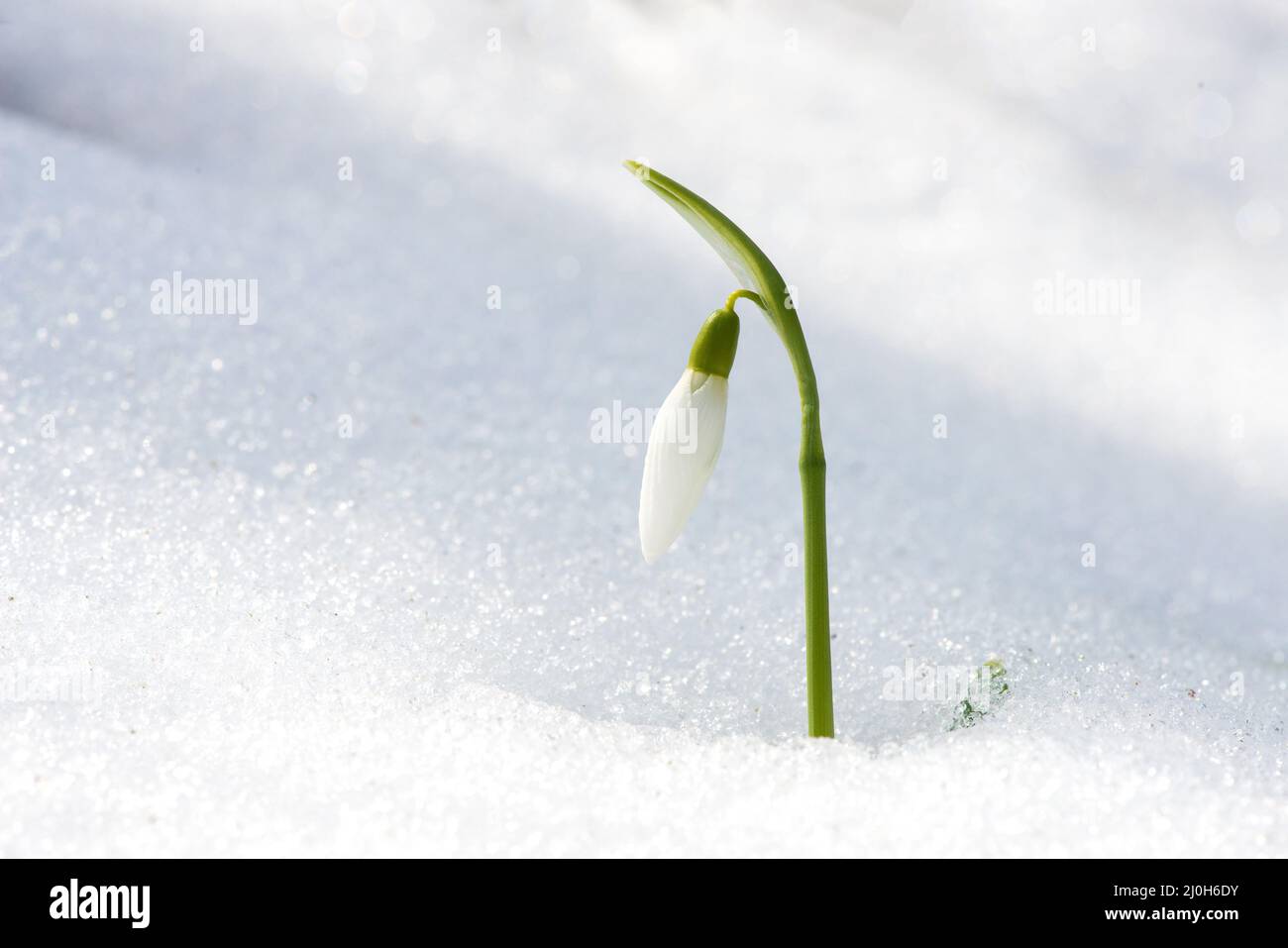 Close up of snowdrop in a snowdrift in an early spring forest - selective focus, copy space Stock Photo