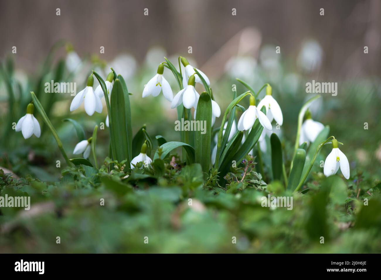 Close up of snowdrop flowers blooming in sunny spring day in the forest - selective focus, copy space Stock Photo