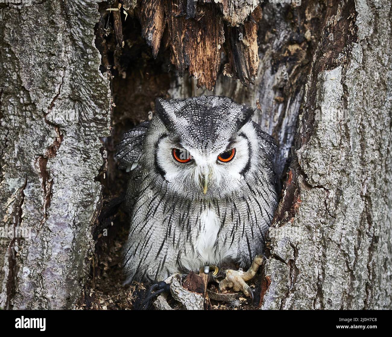 UK - Birds of Prey - Transforming Owl Stock Photo