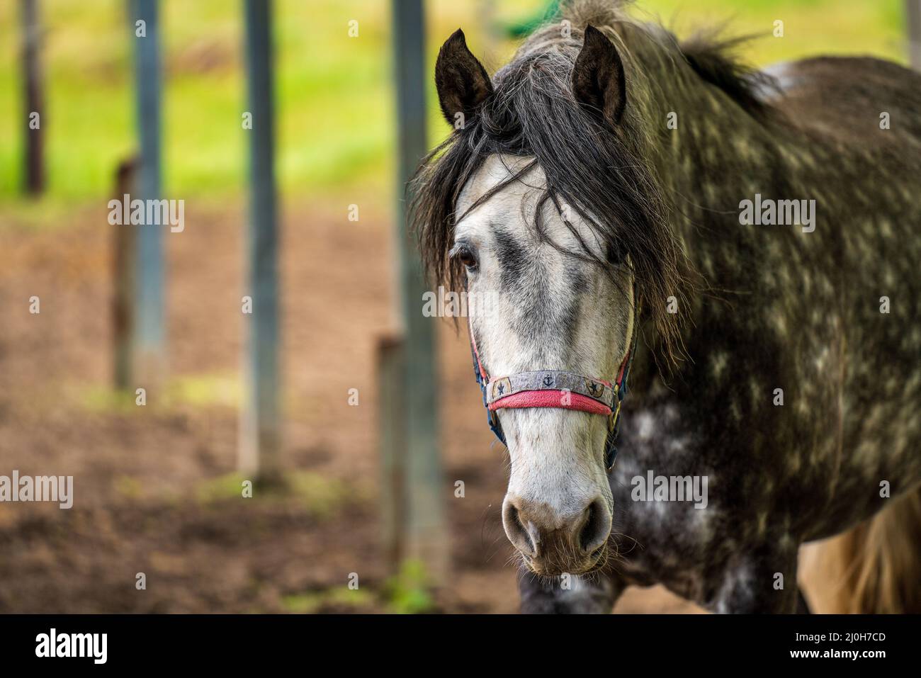 Horse head portrait of a spotted horse on pasture background Stock Photo