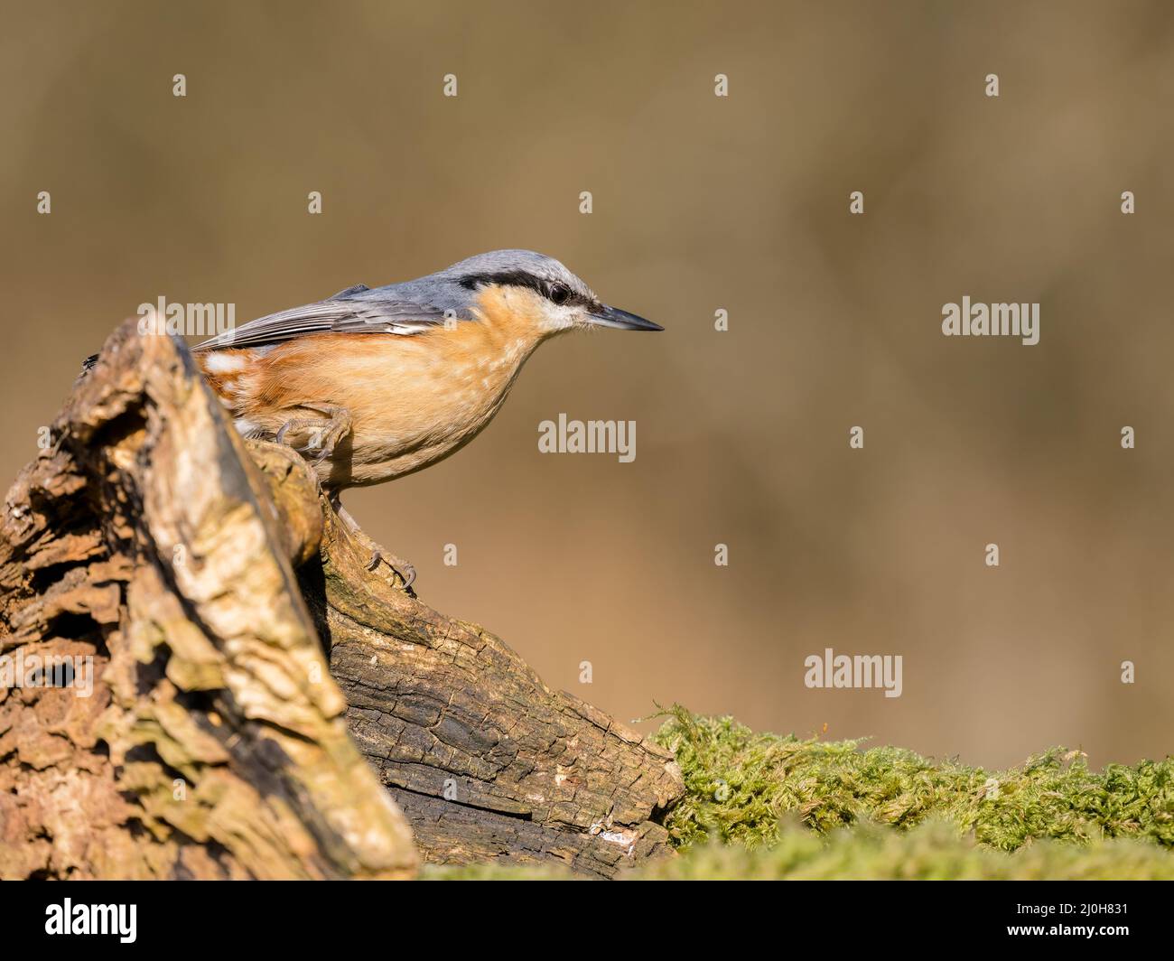 European nuthatch in spring sunshine in mid Wales Stock Photo