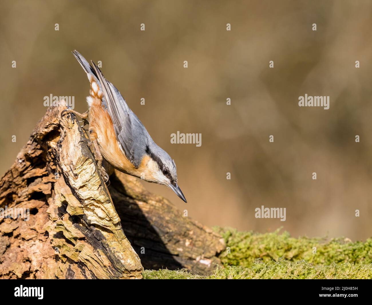 European nuthatch in spring sunshine in mid Wales Stock Photo