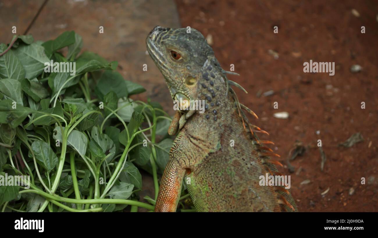 The iguana is on the ground Stock Photo