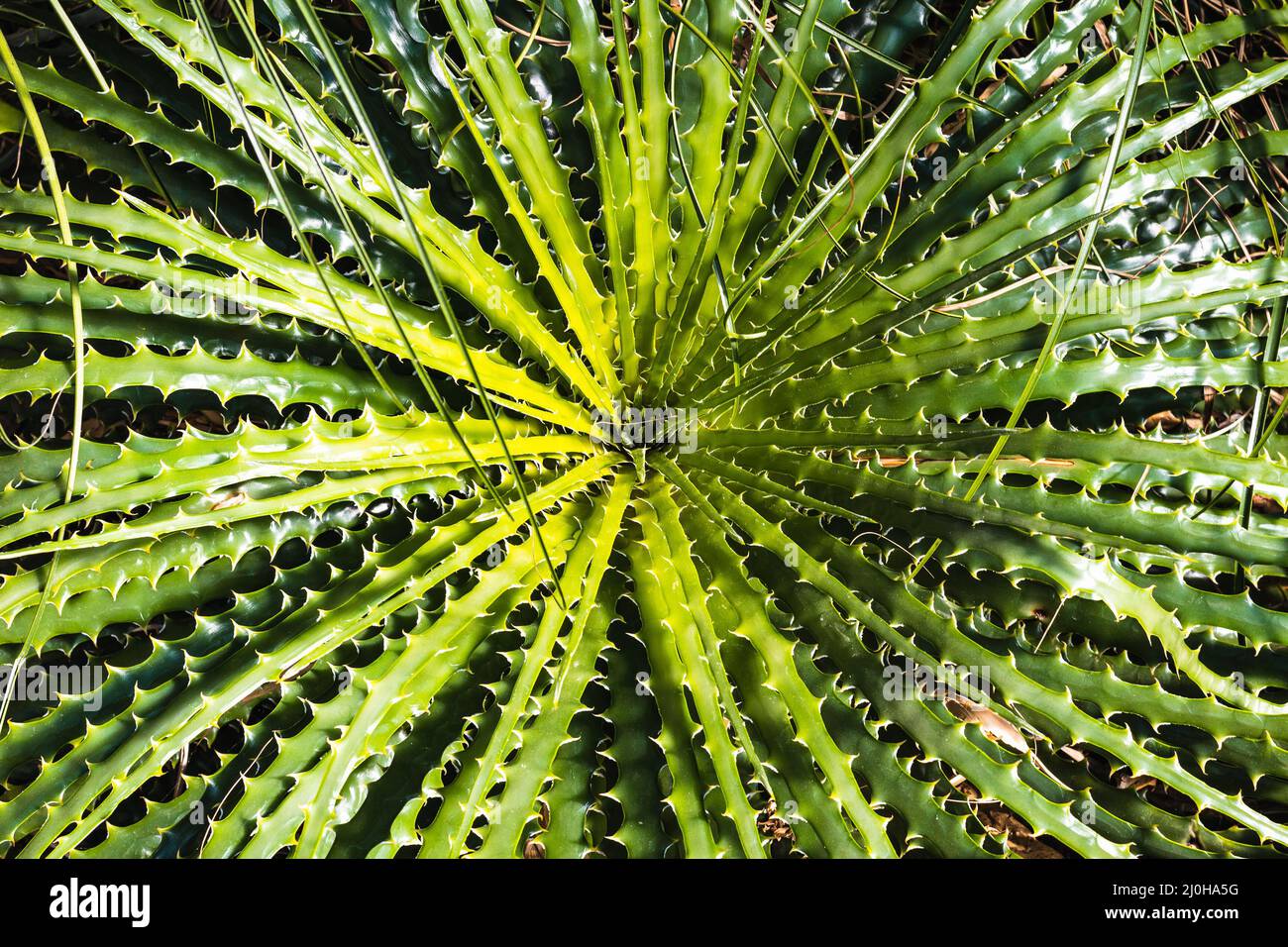 Plant with many leaves and spikes Stock Photo