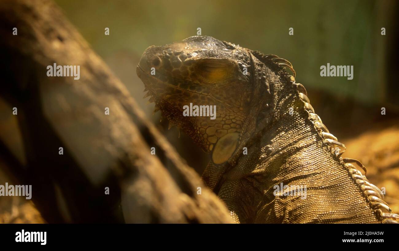 The iguana sits on the ground in a slightly dark place Stock Photo