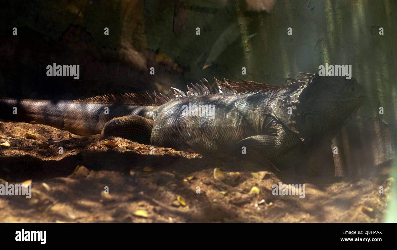 The iguana sits on the ground in a slightly dark place Stock Photo