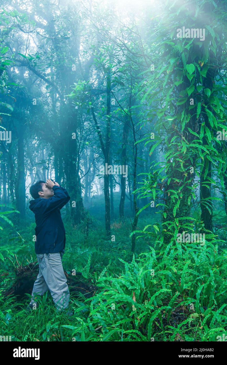 A birdwatcher with binoculars watching birds in a pure tropical rainforest in the wet season. Ecotourism, tourism concepts. Soft focus on a man. Stock Photo