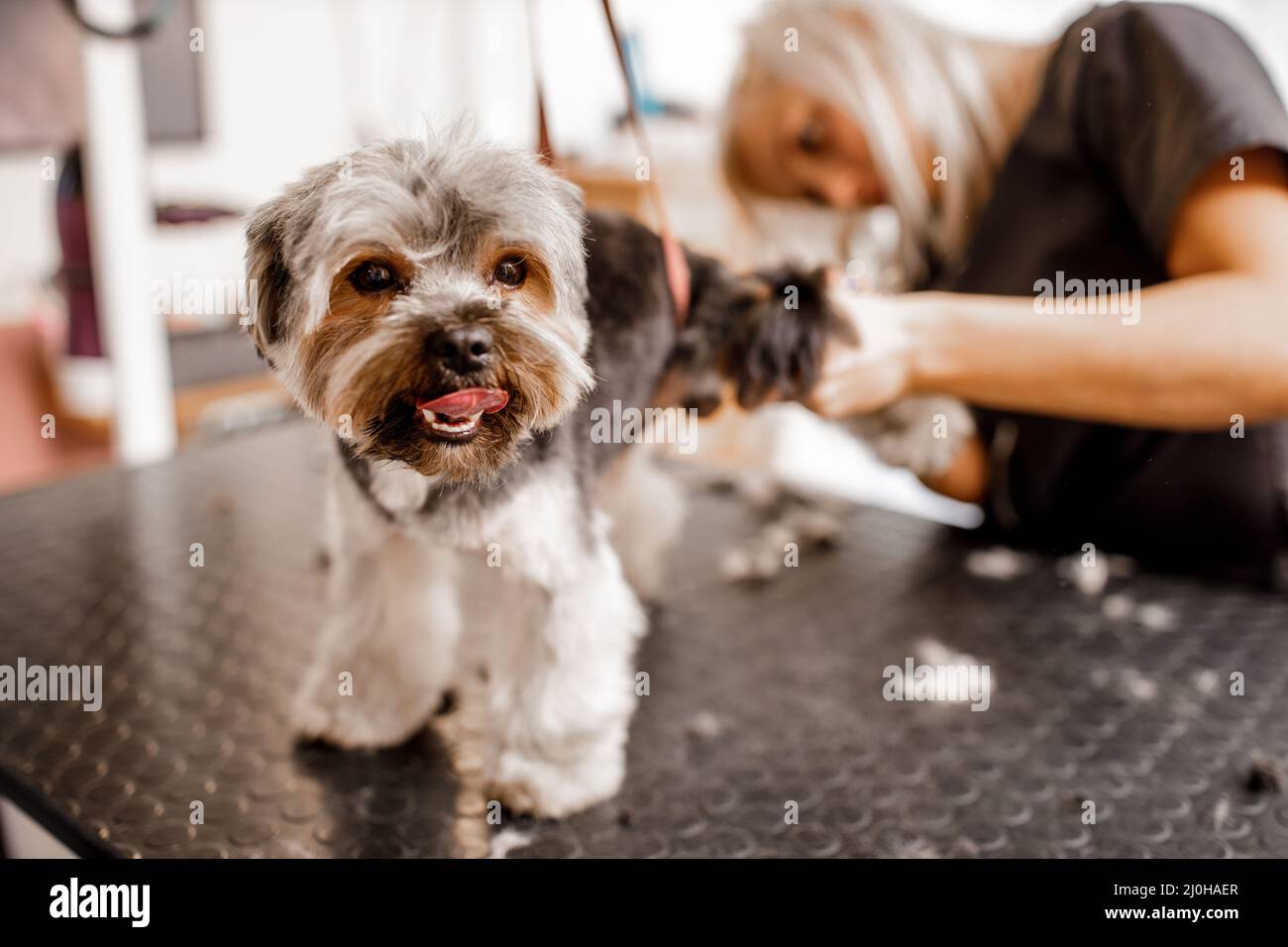 Yorkshire terrier haircut hires stock photography and images Alamy