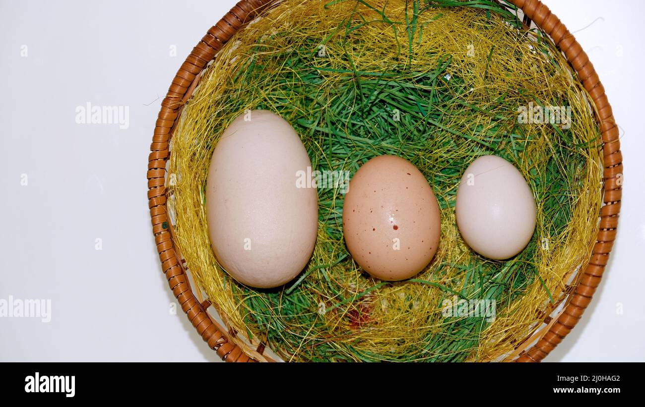 Huge chicken egg Stock Photo