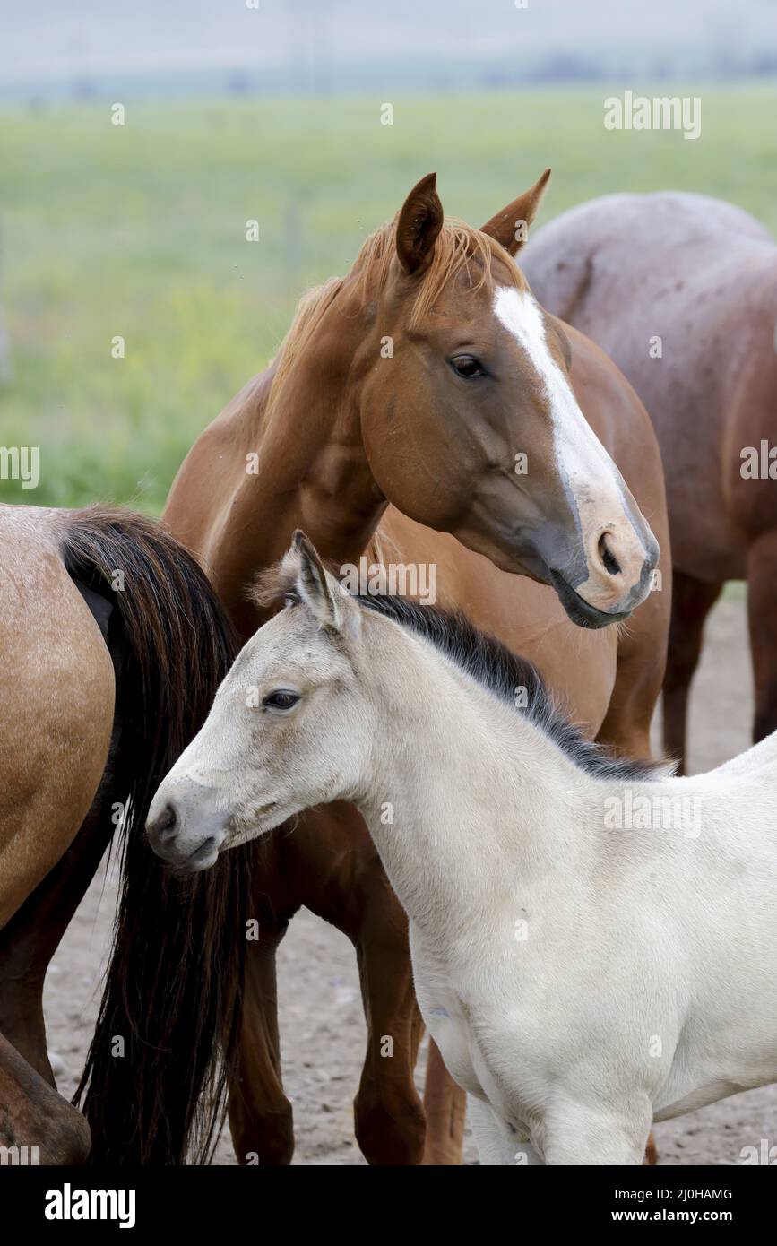 Heartwarming portrait of pony and adult horse. Stock Photo