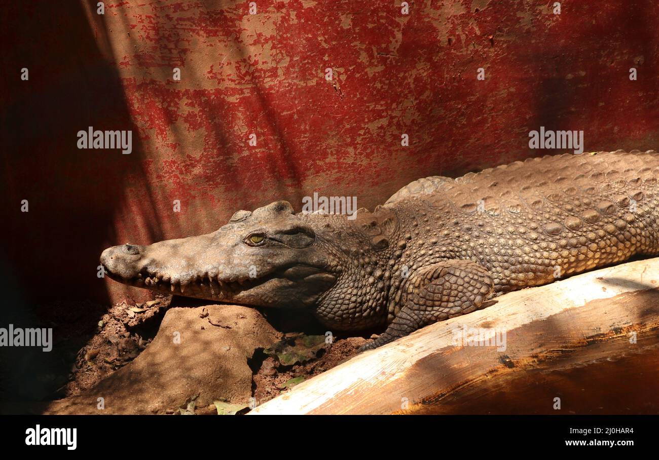 crocodile on the ground Stock Photo