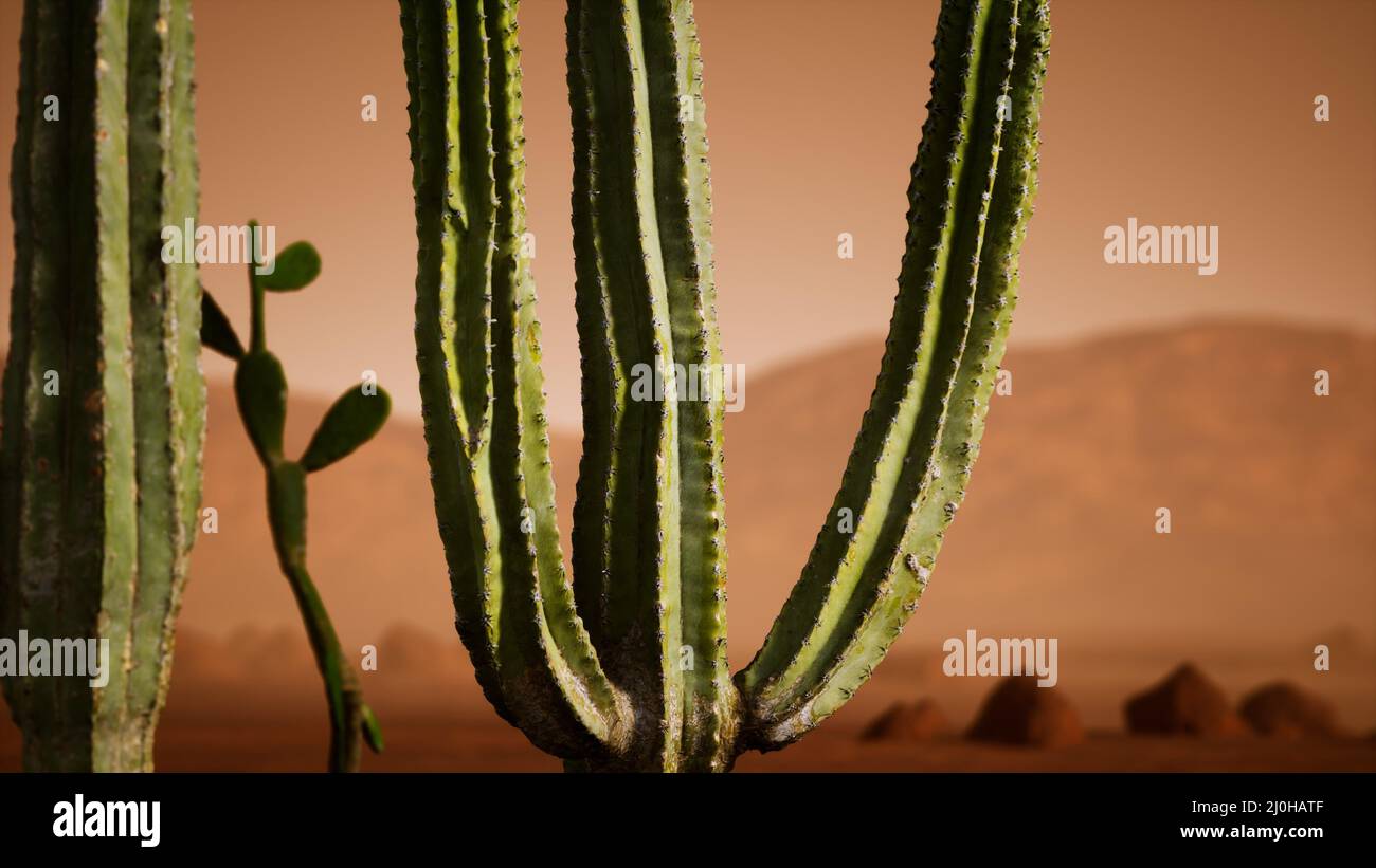Arizona desert sunset with giant saguaro cactus Stock Photo - Alamy