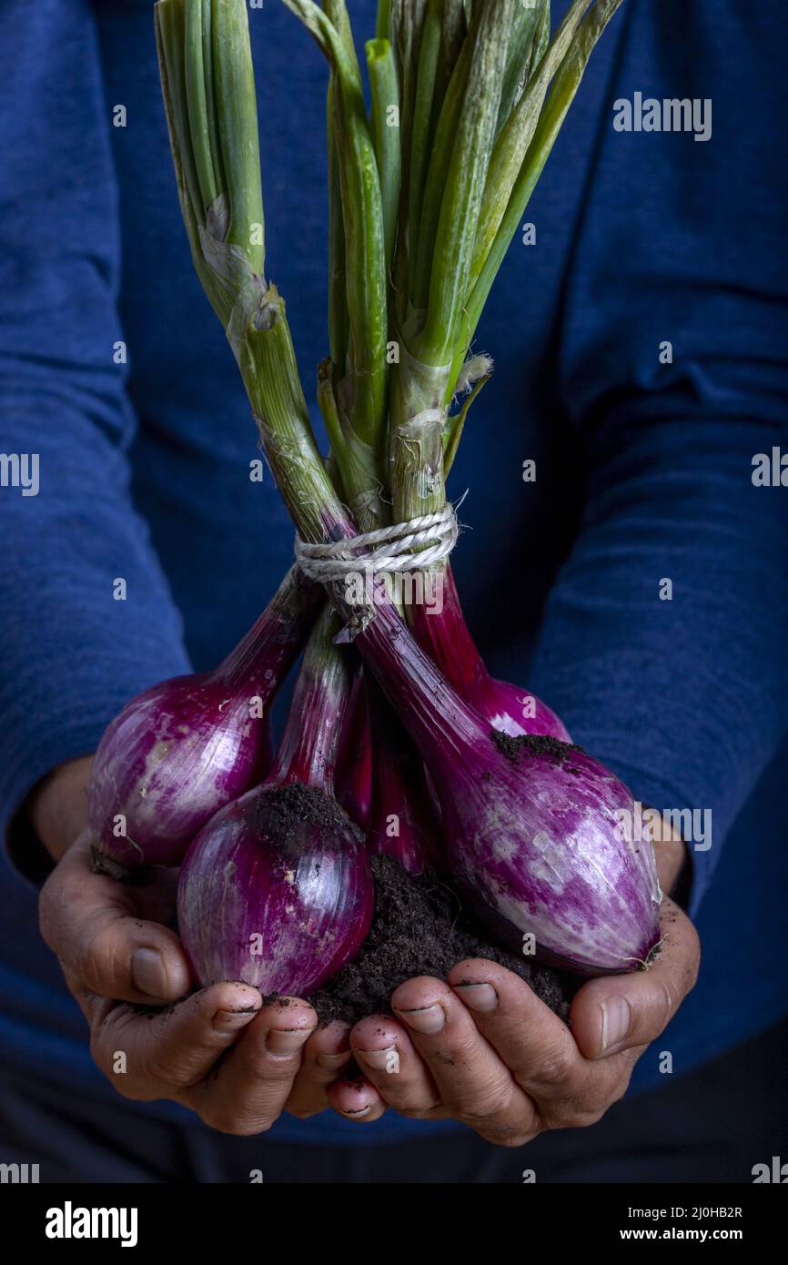 Woman harvest onions hi-res stock photography and images - Alamy