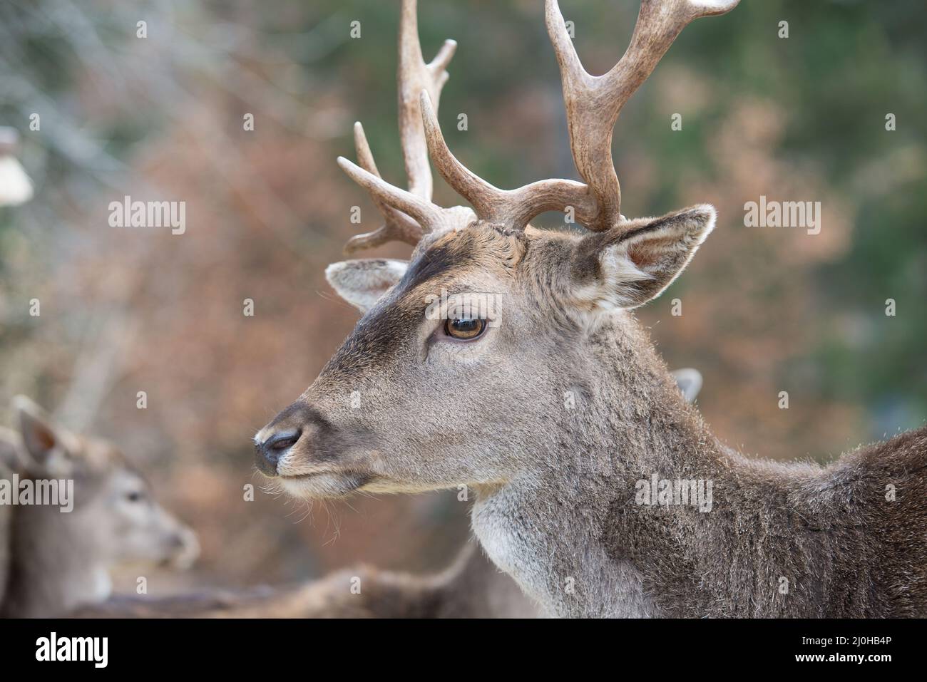 Side view of the beautiful deer in the forest against a blurred green