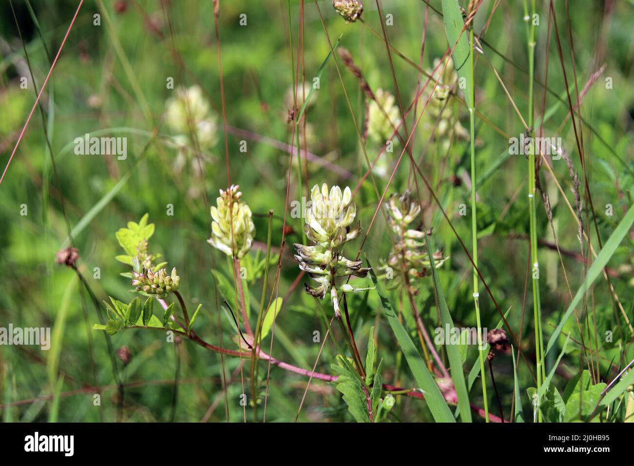 Bear pod (Astragalus glycyphyllos), also licorice tragacanth or sweet tragacanth Stock Photo