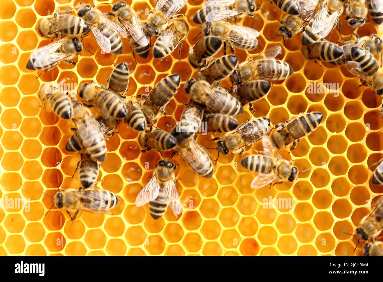 Some honey bees on a beeswax Stock Photo