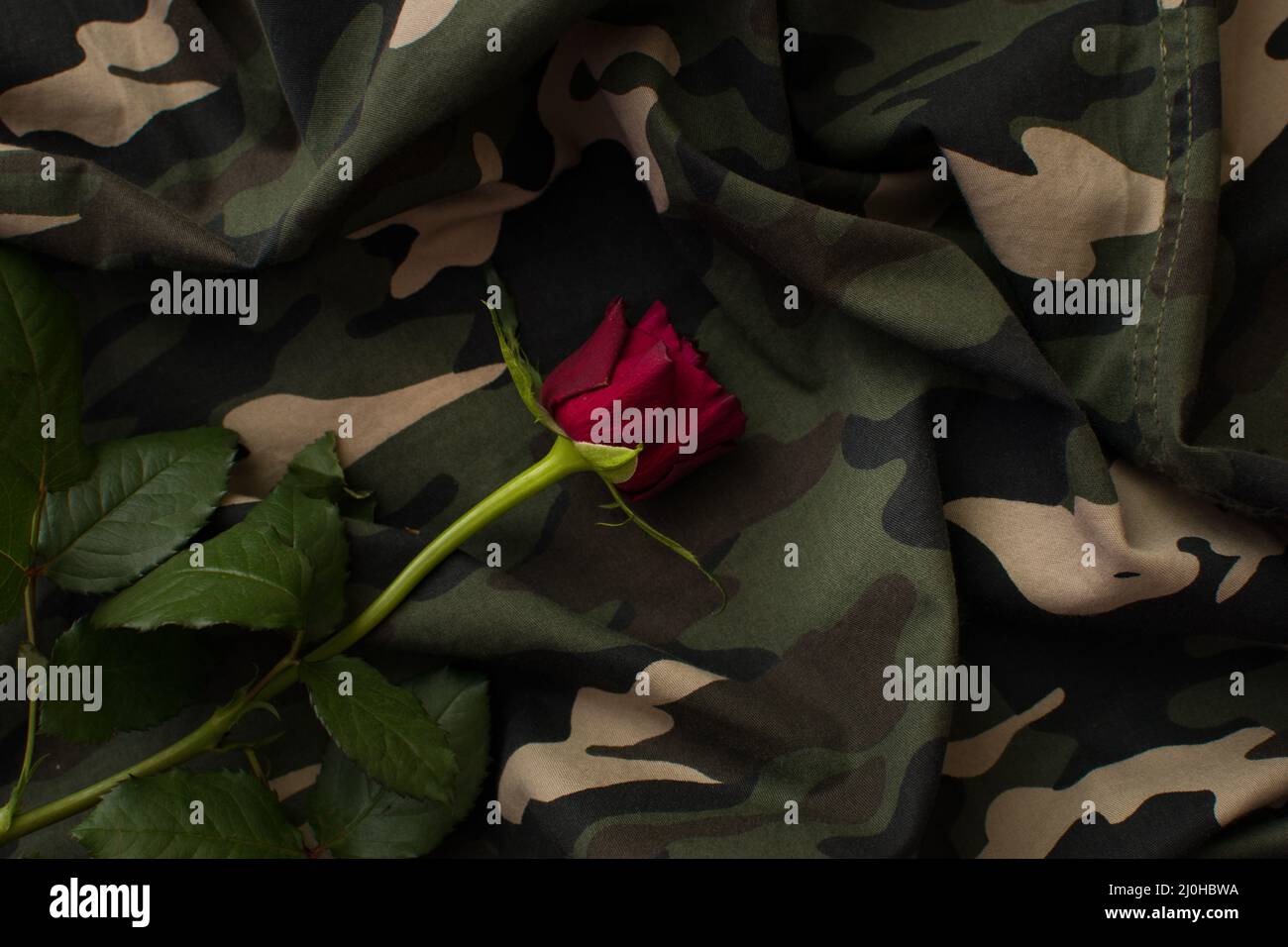Red rose on military camouflage uniform background Stock Photo