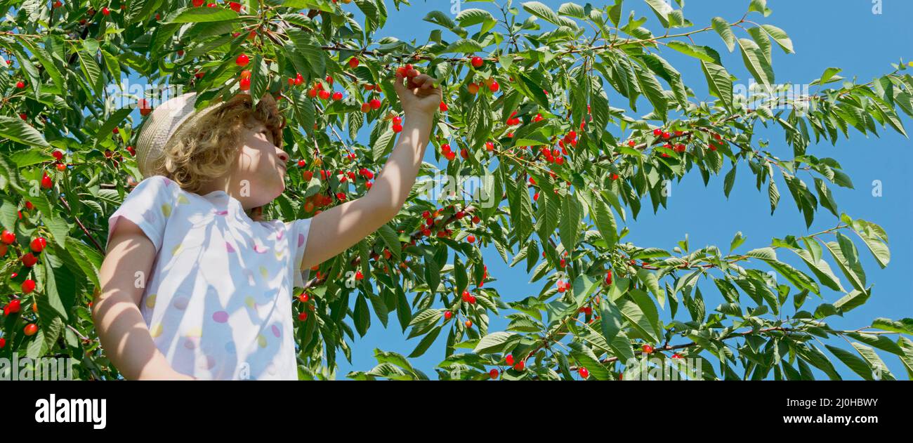 Child picks cherries, panoramic format Stock Photo