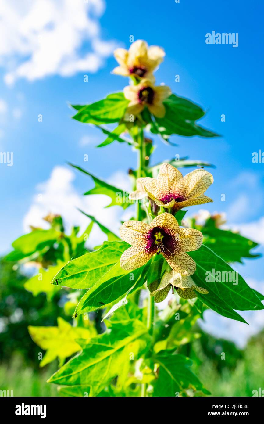 Hyoscyamus toxic Stock Photo