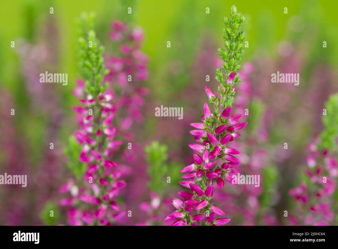 Close up of Blooming heather Stock Photo