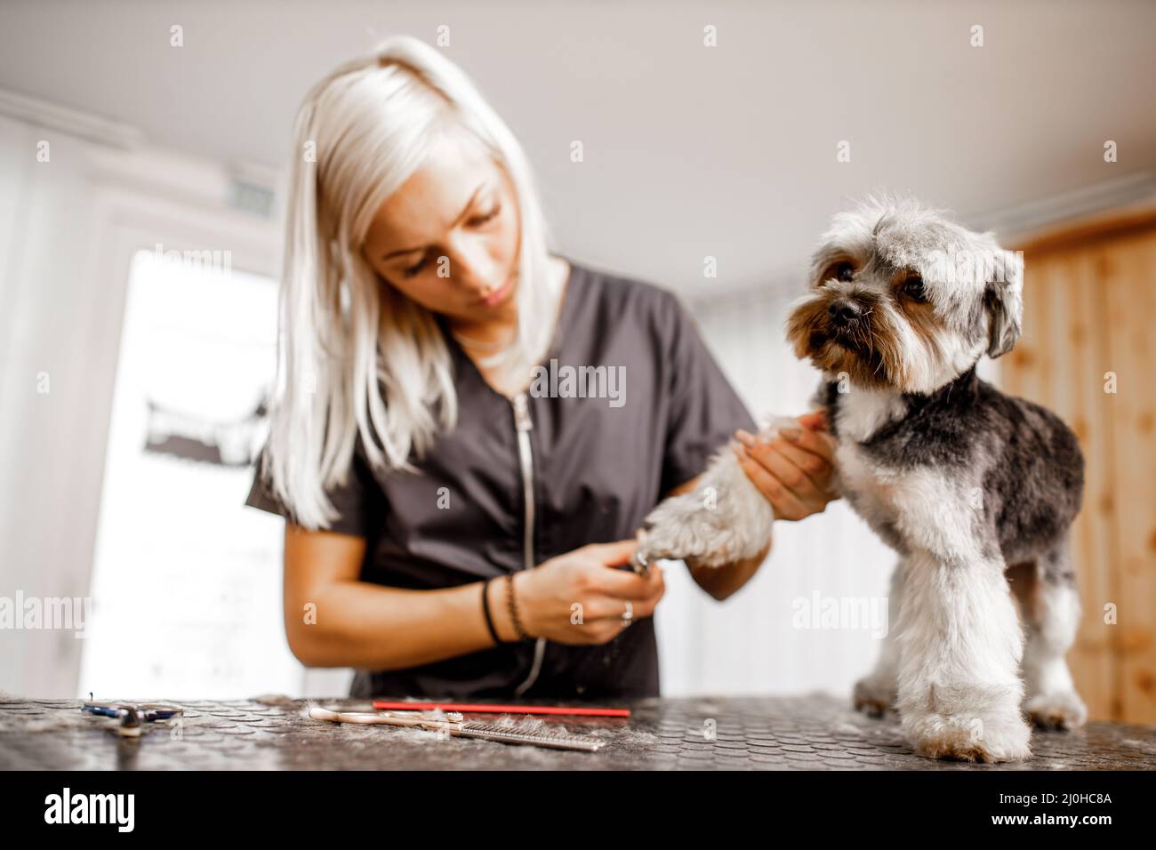 Young blond professional groomer love her job with yorkshire dog and all of the pets. Stock Photo