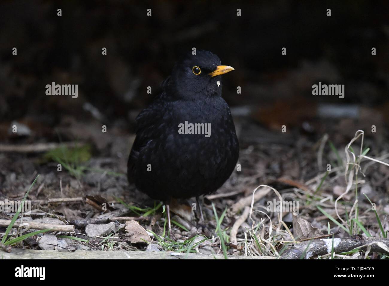 Close-Up Portrait of a Male Common Blackbird (Turdus merula) Facing Camera from Under a Hedge with Head Turned to Right,Taken in Wales, UK in Spring Stock Photo