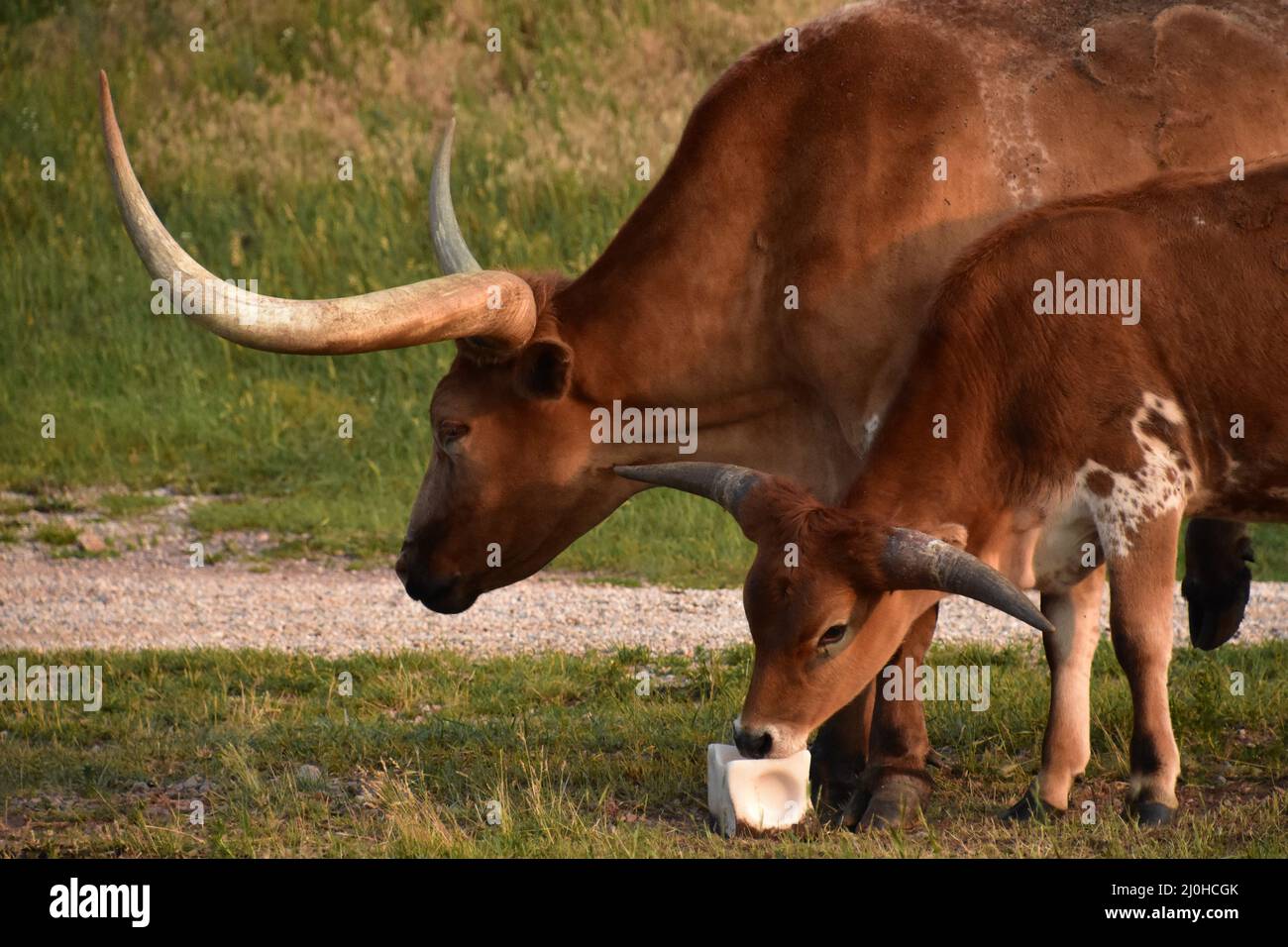 Salt lick cattle hires stock photography and images Alamy