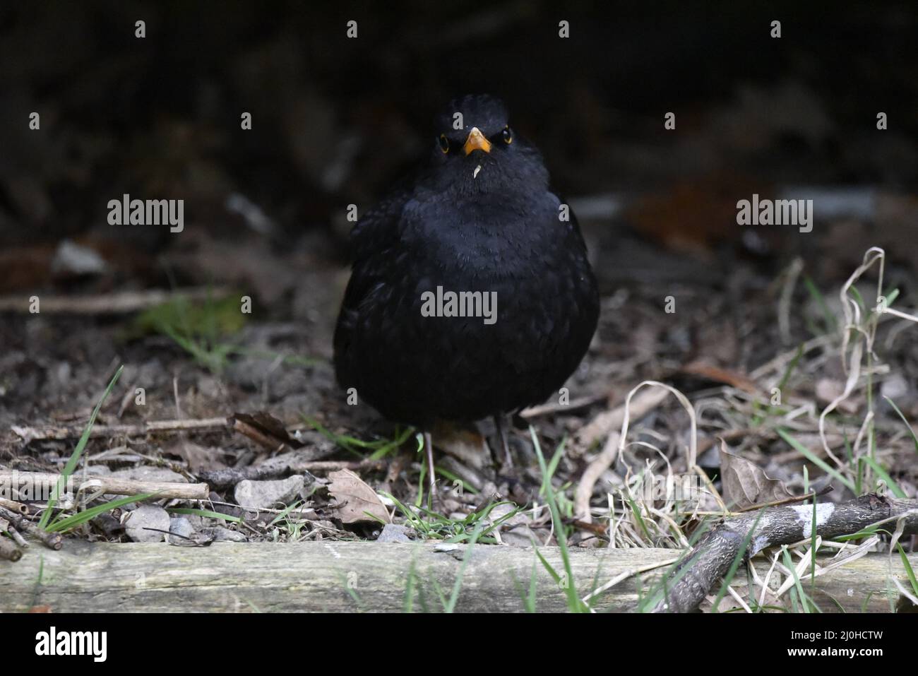 Close-Up Portrait of a Male Common Blackbird (Turdus merula) Facing Camera from Under a Hedge in a Garden in Mid-Wales, UK in Spring Stock Photo