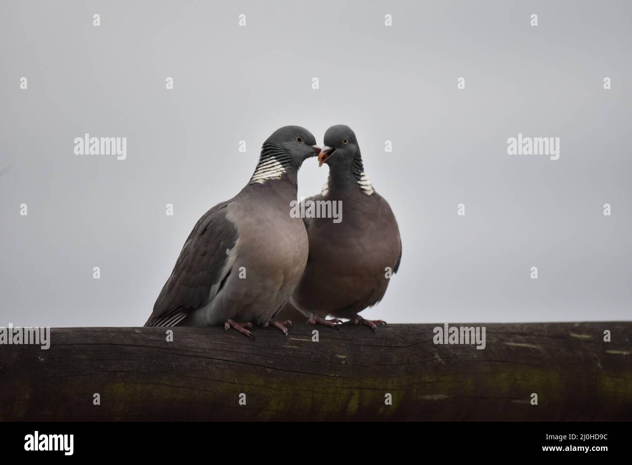 Pair of Common Woodpigeons (Columba palumbus) Standing on a Wooden Log with Beaks Interlocked at Dusk in Mid-Wales, UK in Spring Stock Photo