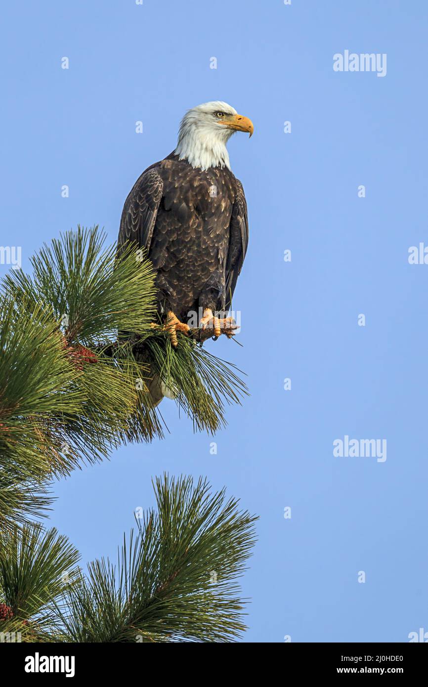 Majestic eagle on a pine tree branch Stock Photo - Alamy