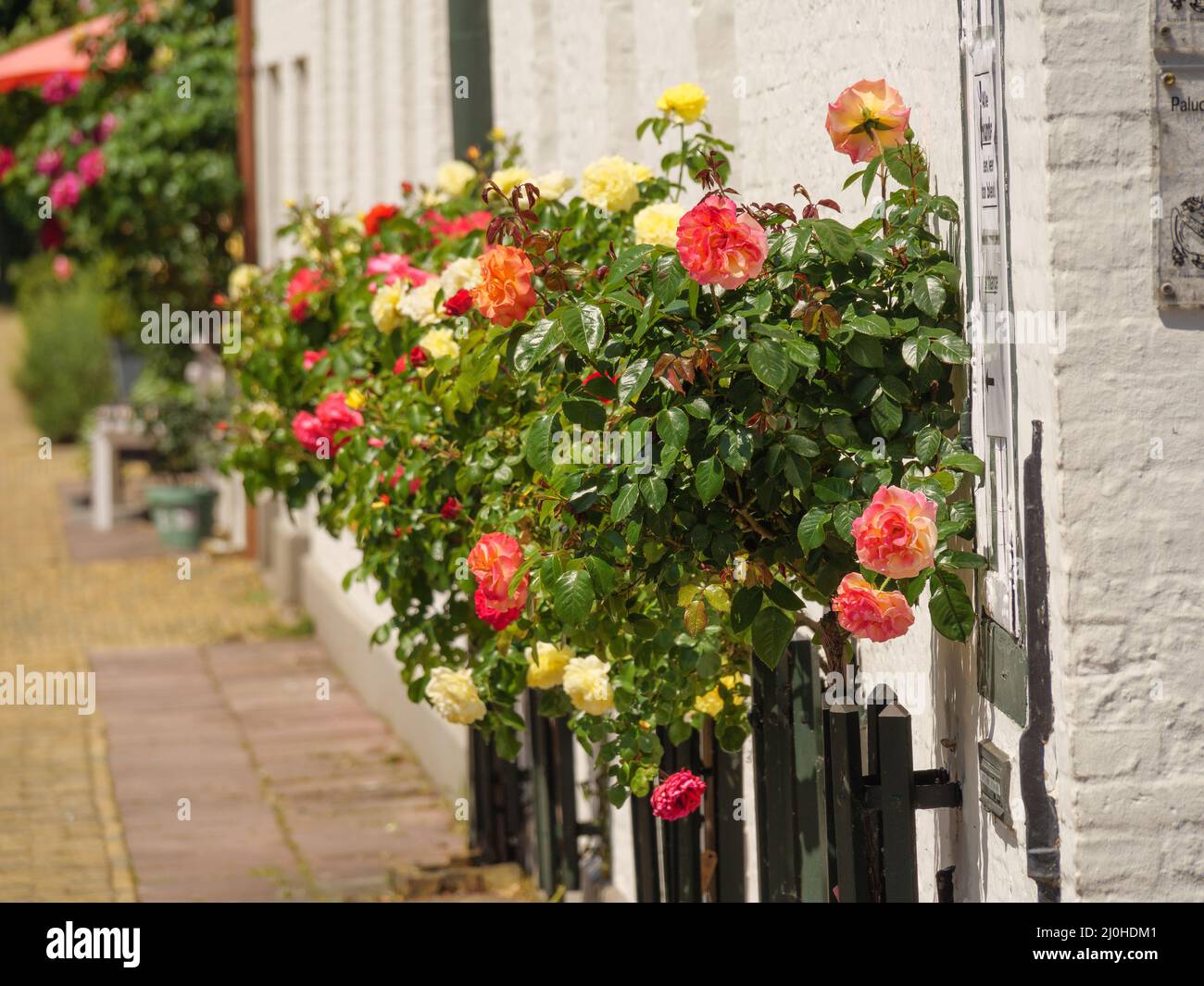 City roses hires stock photography and images Alamy