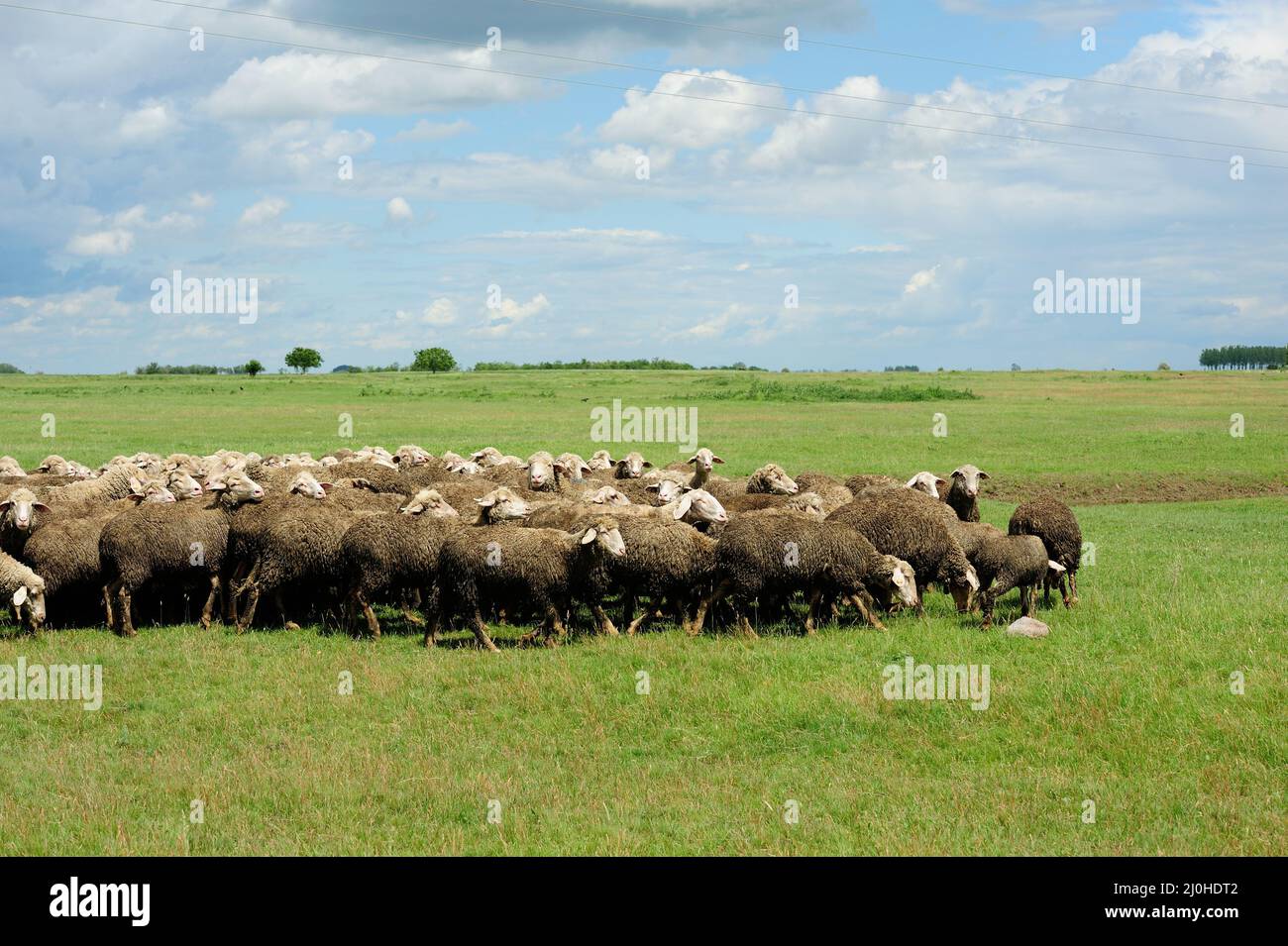 Flock of sheep grazing on a green field on a clear sunny day Stock ...