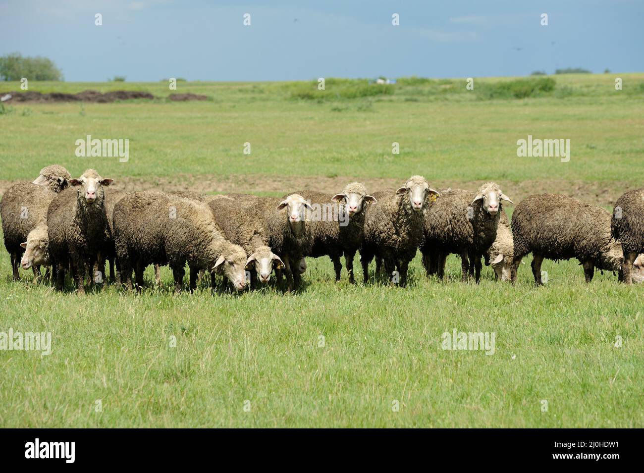 Flock of sheep grazing on a green field on a clear sunny day Stock ...