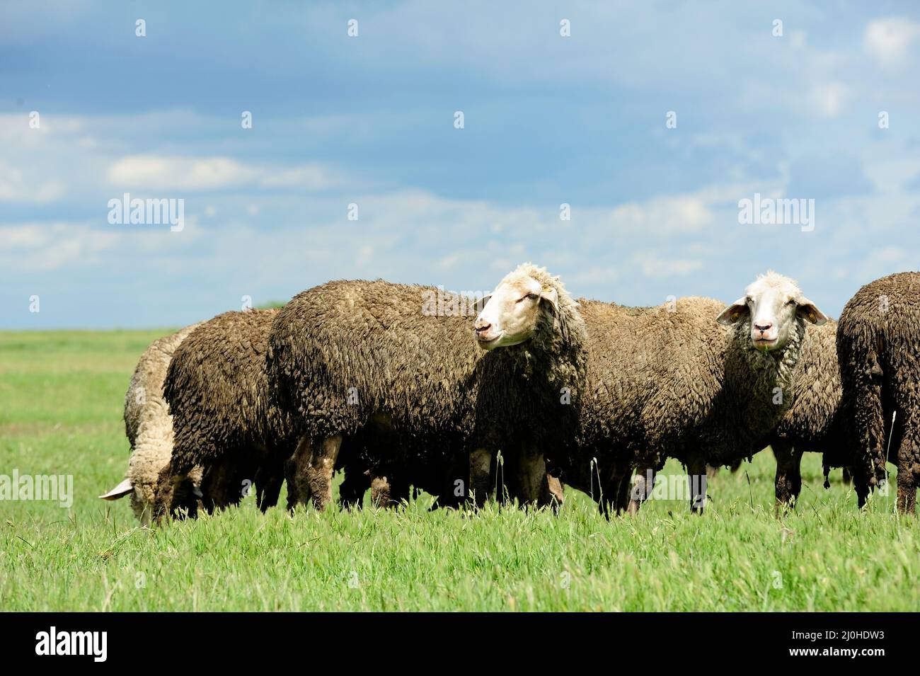 Flock of sheep grazing on a green field on a clear sunny day Stock ...
