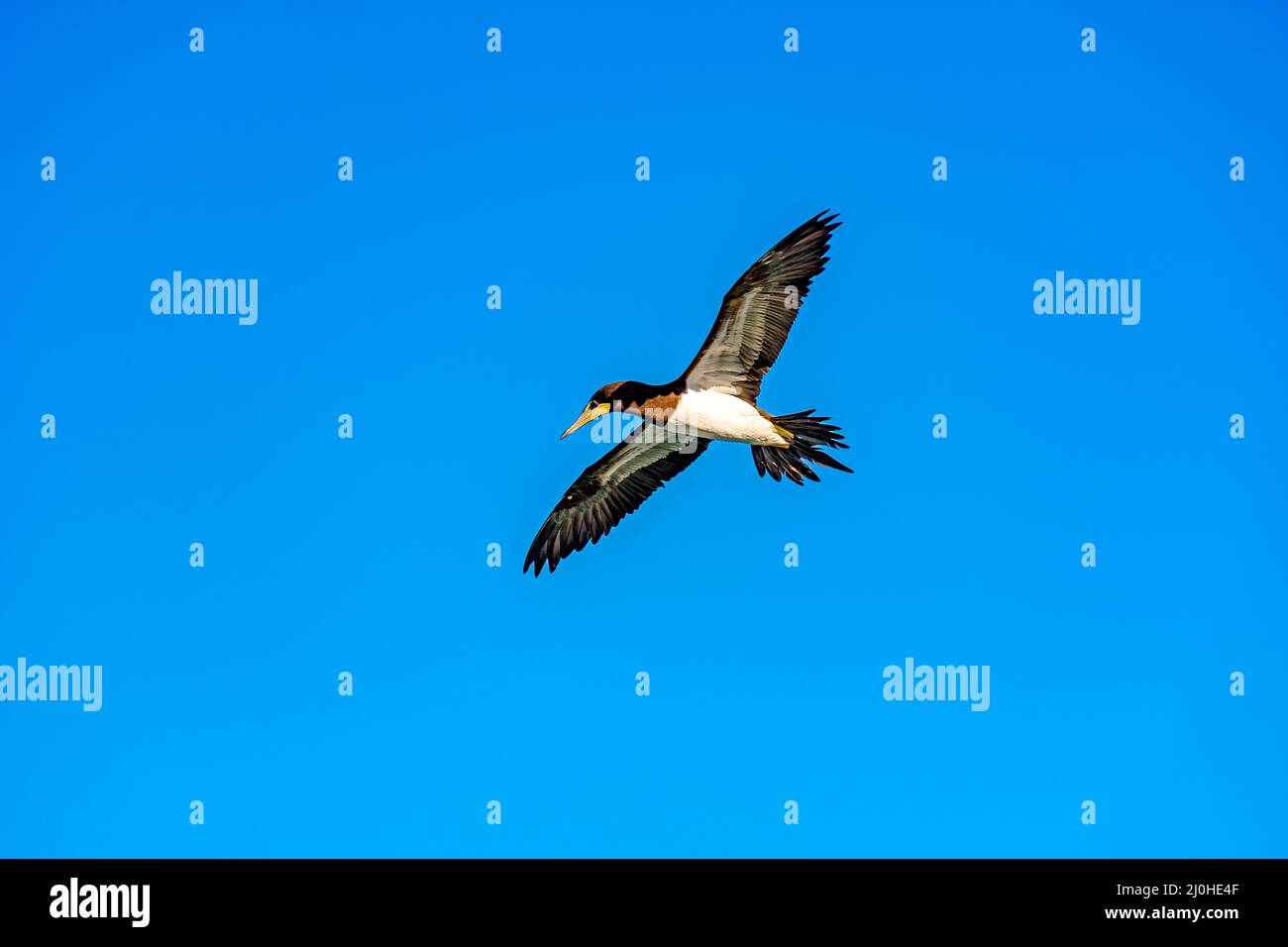 Seabird flying with open wings and sky Stock Photo