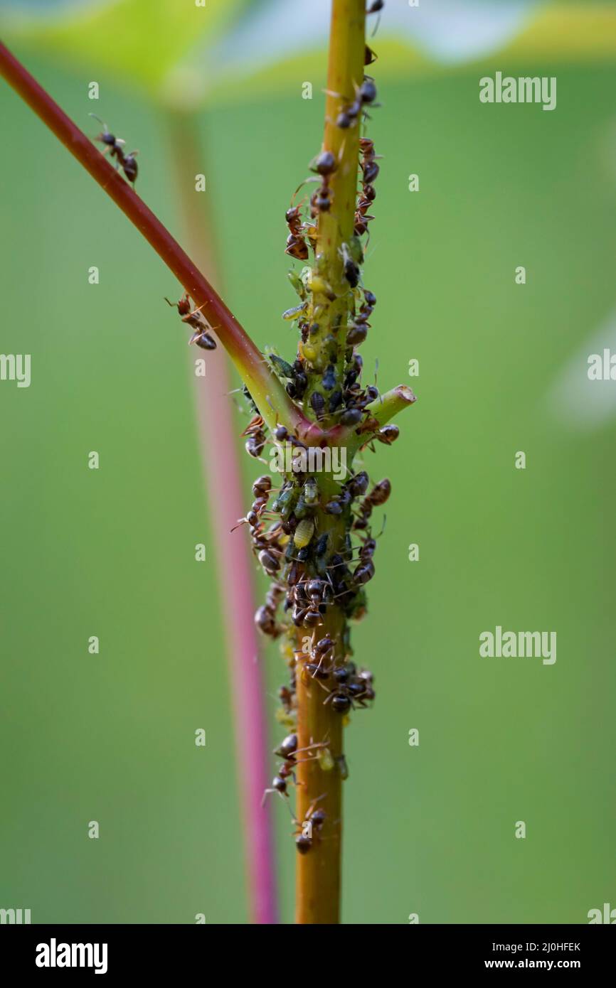 Many ants maintain their aphid colony. Stock Photo