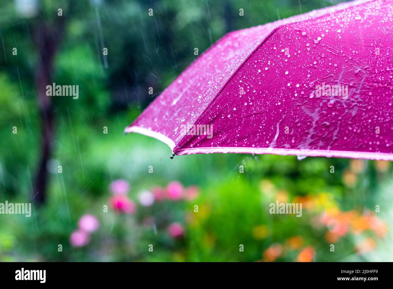 Purple umbrella under the summer rain on the background of a green