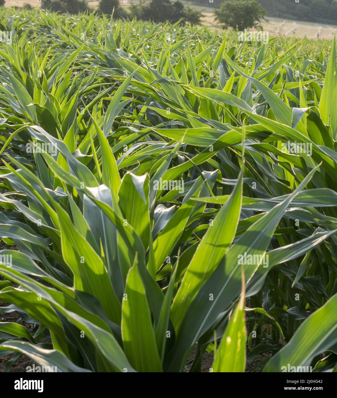 Sunlight shining through green corn leaves (Zea mays). Maize ...