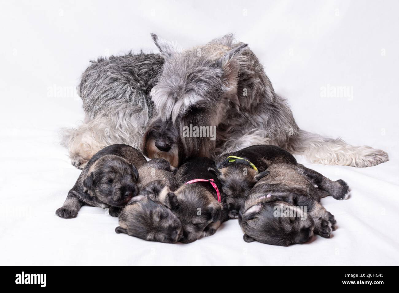 Mom gray miniature schnauzer feeds puppies on a white background. Mom dog is nursing milk from her baby. Well-fed, happy puppies next to their mother. Stock Photo